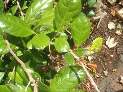 Pennantia endlicheri