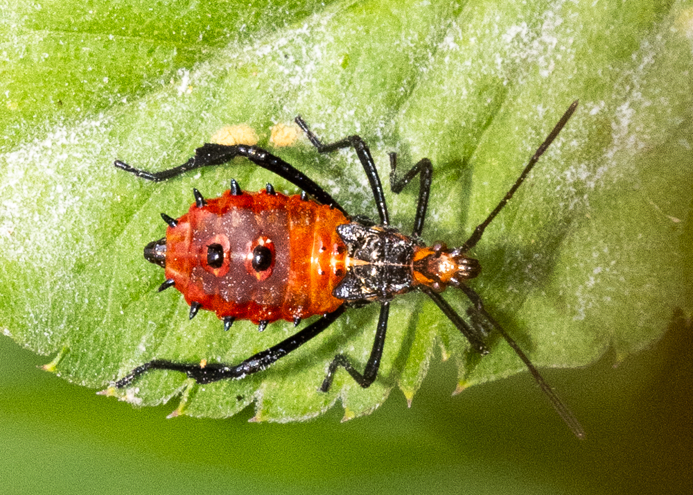 Citron Bug from Water Pump area, Doi Suthep on March 12, 2024 at 08:37 ...