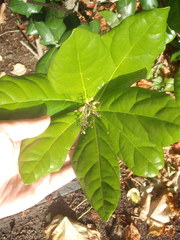 Pennantia endlicheri