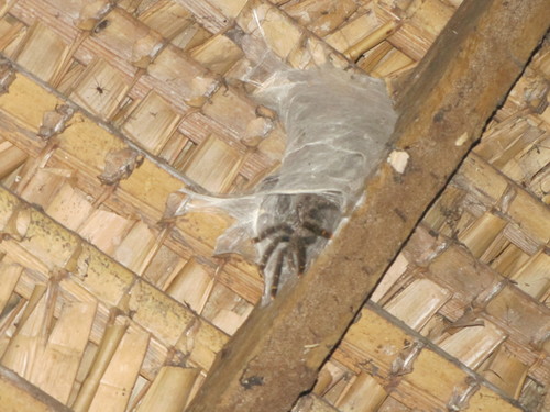 Yellow-banded Pinktoe Tarantula