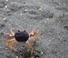 Gecarcinus