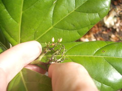 Pennantia endlicheri