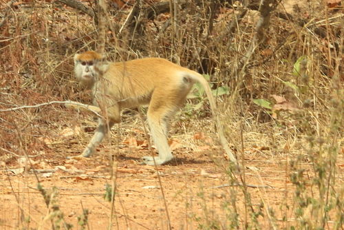 Western Patas Monkey