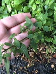 Urtica chamaedryoides