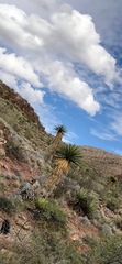 Yucca faxoniana