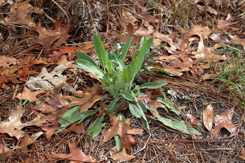 Image of Lupinus villosus by (c) Kim, some rights reserved (CC BY)
