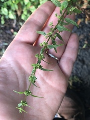 Urtica chamaedryoides