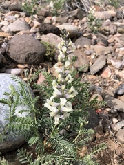 Sophora nuttalliana