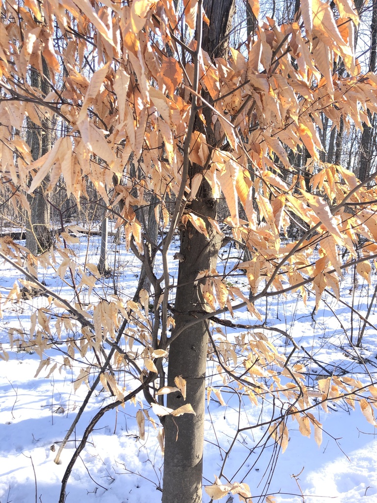 American beech from Laval/Rive-Nord, Terrebonne, QC, CA on March 12 ...