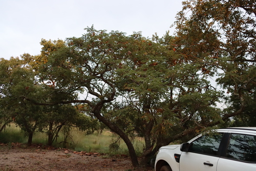Image of Pterocarpus angolensis by (c) Tony Rebelo, some rights reserved (CC BY-SA)