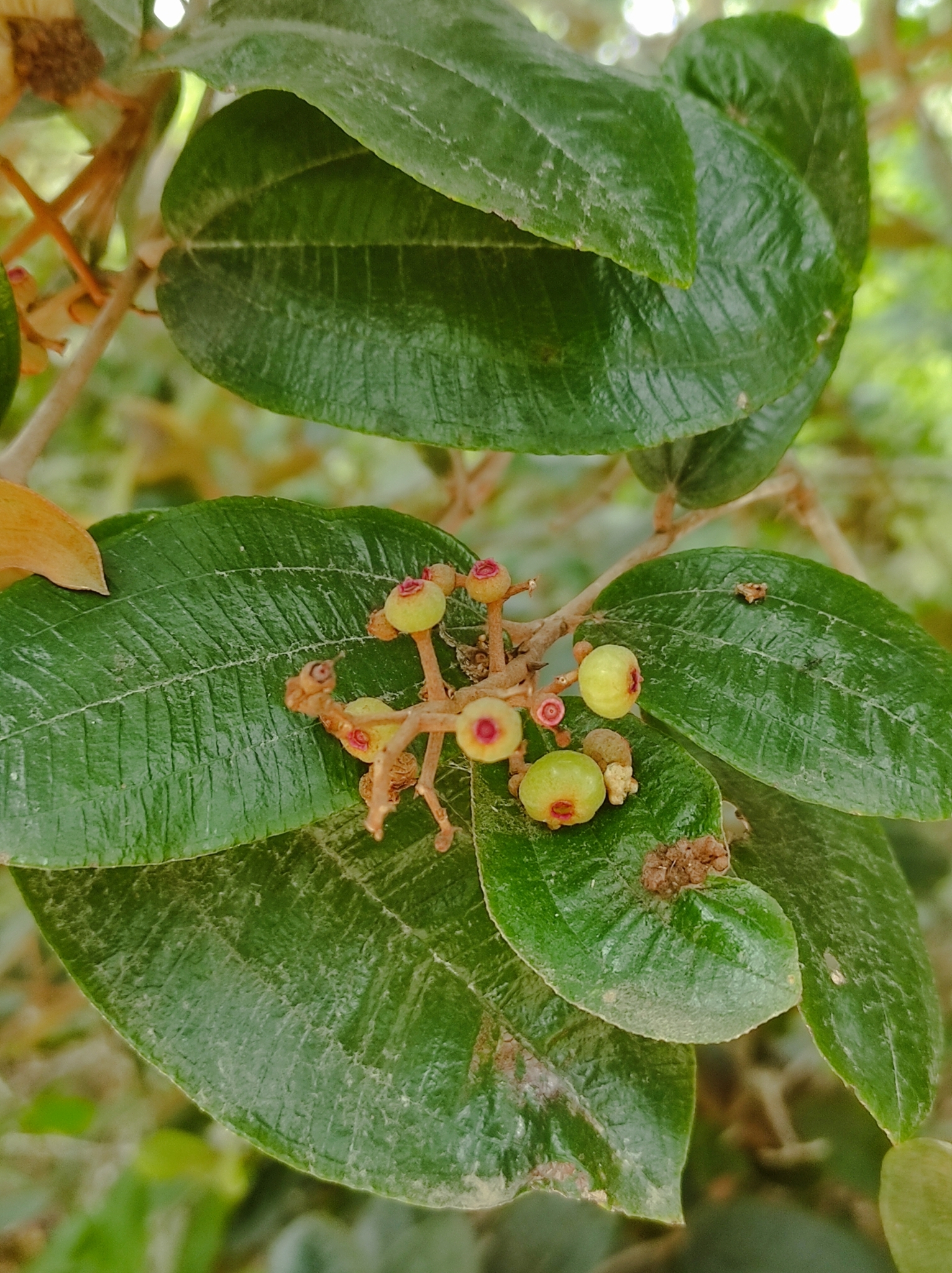 Imagem de Canela de velho