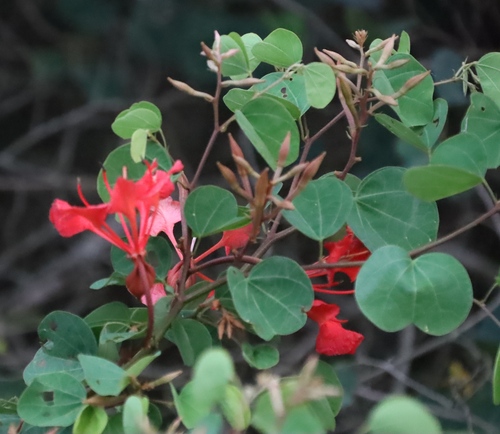 Bauhinia galpinii