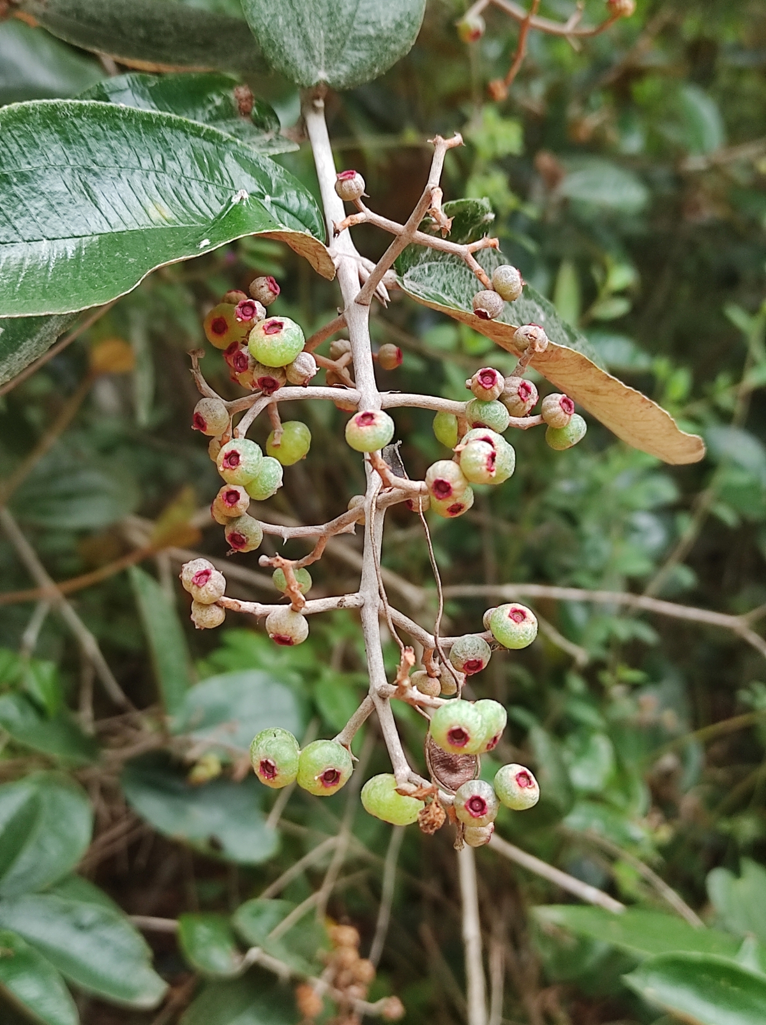 Imagem de Canela de velho