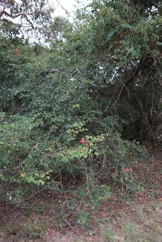 Bauhinia galpinii
