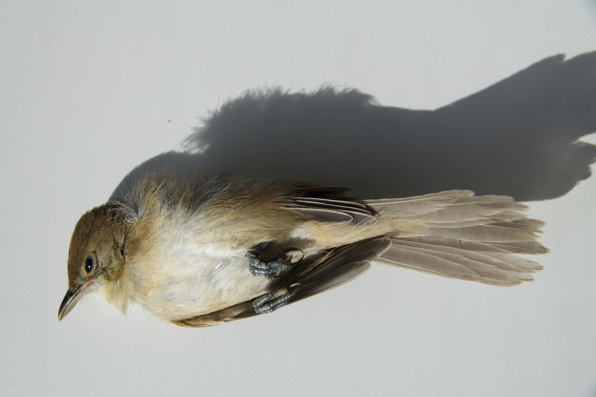 Thick-billed Warbler illustration