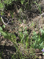 Fritillaria atropurpurea