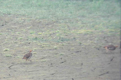 Ortygornis gularis