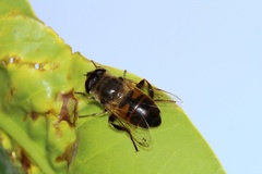 Eristalis tenax