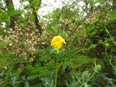 Argemone mexicana