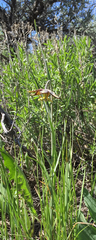Fritillaria atropurpurea