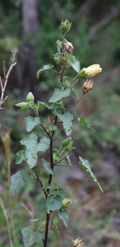 Image of Hibiscus engleri by (c) Tony Rebelo, some rights reserved (CC BY-SA)