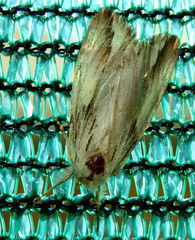 Ecnomodes sagittaria