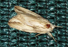 Ecnomodes sagittaria