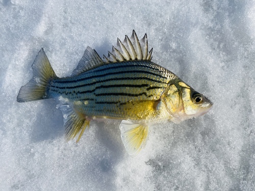 Yellow Bass