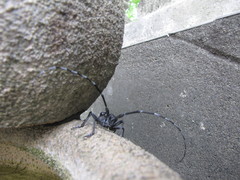 Anoplophora chinensis