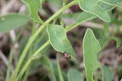 Calligrapha bidenticola