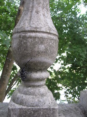 Anoplophora chinensis