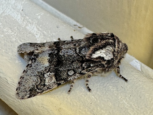 Thaxter’s Sallow photo 4