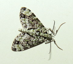 Sauris lichenias