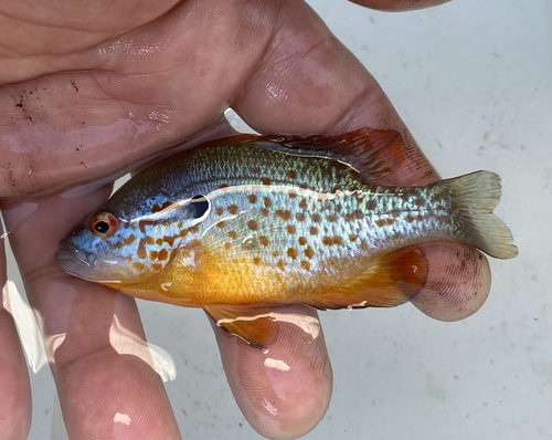 Orangespotted sunfish (Lepomis humilis) — Centrarchidae