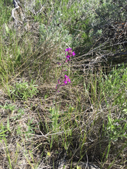 Boechera divaricarpa