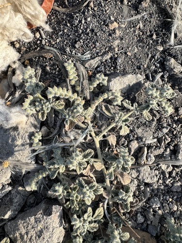 Dwarf Heliotrope