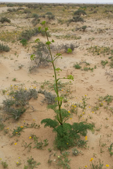 Ferula sinaica