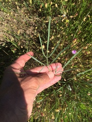 Perideridia kelloggii