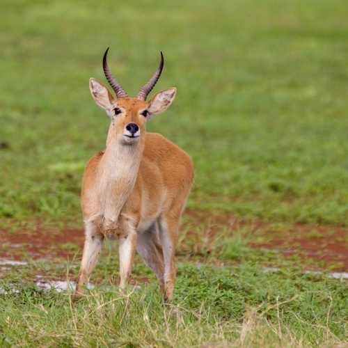 Bohor Reedbuck