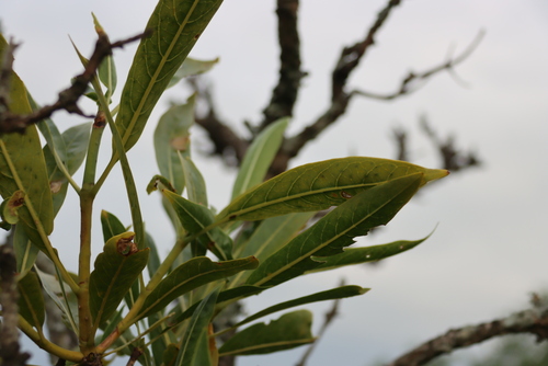 Image of Pavetta edentula by (c) Tony Rebelo, some rights reserved (CC BY-SA)