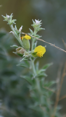 Image of Pearsonia sessilifolia by (c) Tony Rebelo, some rights reserved (CC BY-SA)