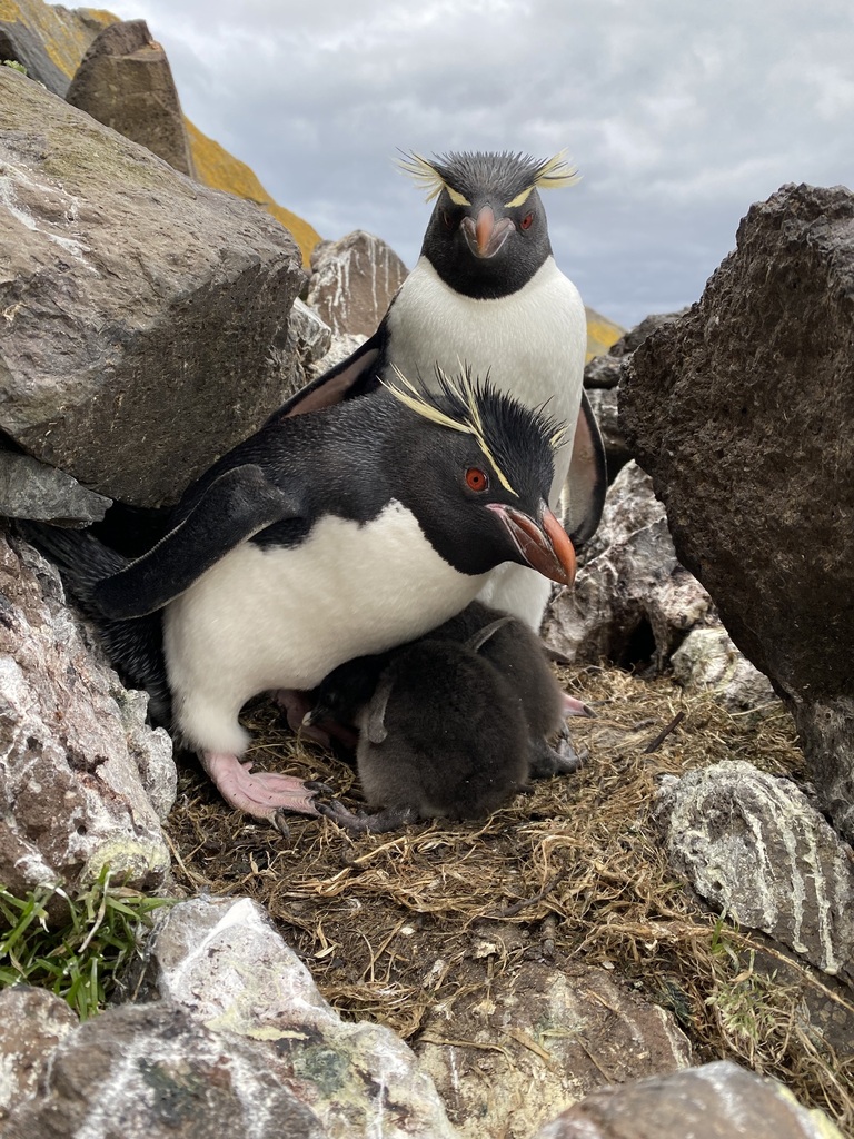 Eastern rockhopper penguin sheltering a chick in a nest among rocks