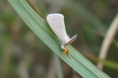 Laelia anamesa