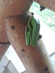 Phyllomedusa tarsius