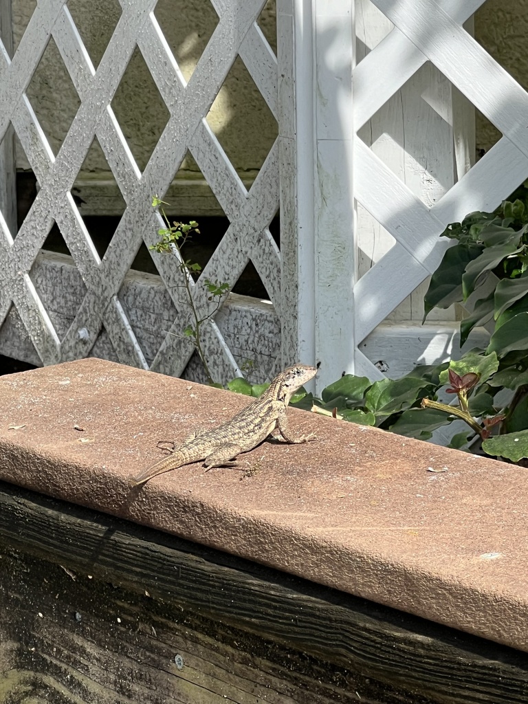 Northern Curly-tailed Lizard from SW Anchorage Way, Stuart, FL, US on ...