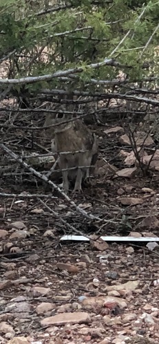 Black-tailed Jackrabbit