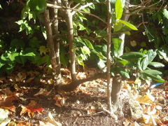 Pennantia endlicheri