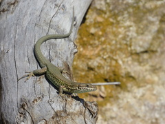 Catalonian Wall Lizard photo 5