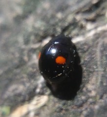Hyperaspis