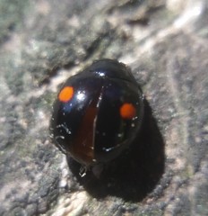 Hyperaspis